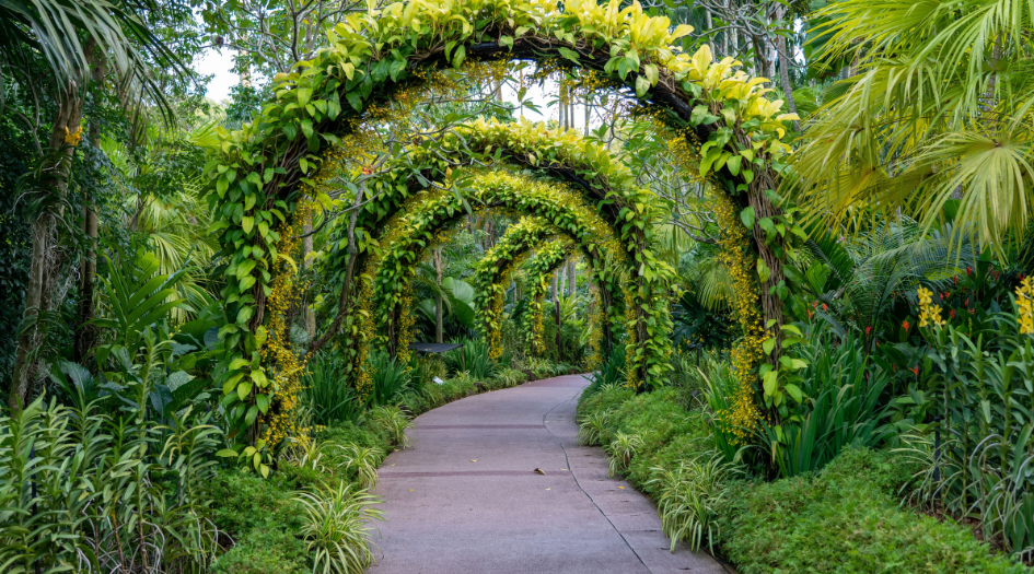 Sai-Proviso-Maple-Woods-garden